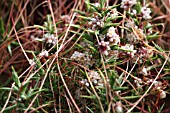 COMMON DODDER (CUSCUTA EPITHYMUM) ON HOST PLANT GORSE