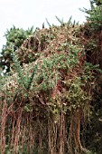 COMMON DODDER (CUSCUTA EPITHYMUM) GROWING ON GORSE