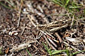 COMMON GREEN GRASSHOPPER (OMOCESTUS VIRIDULUS)