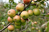 MALUS LAXTONS EPICURE