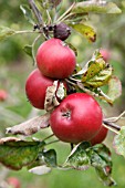 MALUS RED EPICURE