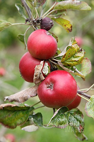 MALUS_RED_EPICURE