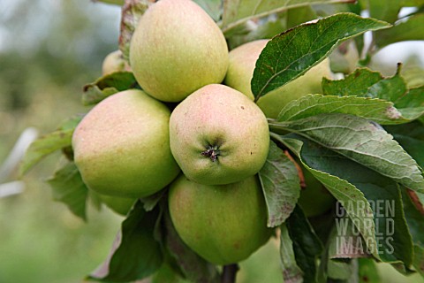 MALUS_LONDON_PERMAIN