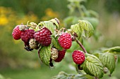 RASPBERRY (RUBUS IDEAUS)