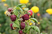 RASPBERRY (RUBUS IDEAUS)