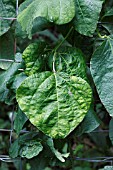 BEAN COMMON MOZAIC VIRUS ON RUNNER BEAN PLANT