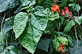 BEAN COMMON MOZAIC VIRUS ON RUNNER BEAN PLANT