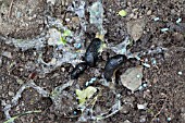 BROWN SLUGS (ARION ATER) KILLED BY METALDEHYDE PELLETS