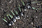 LEEK PLUG PLANTS REMOVED FROM TRAY FOR PLANTING