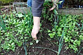 HAND WEEDING LEEK TRANSPLANTS