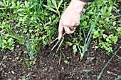 USING A HAND CHROME TO LOOSEN WEEDS BETWEEN LEEK TRANSPLANTS