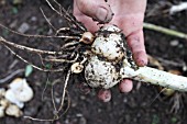 GARLIC (ALLIUM SATIVUM) HARVESTING THE CLOVES