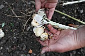 GARLIC (ALLIUM SATIVUM) HARVESTING THE CLOVES