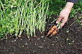 CARROTS IN RAISED BED