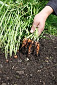 HARVESTING CARROTS