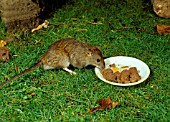 BROWN RAT,  RATTUS NORVEGICUS,  STEALING HEDGEHOG FOOD