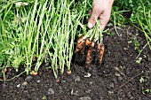 HARVESTING CARROTS