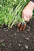 HARVESTING CARROTS