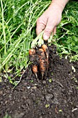 HARVESTING CARROTS