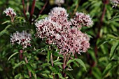 EUPATORIUM CANNABINUM