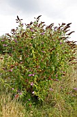 BUDDLEJA DAVIDII NATURALISED PLANT ON RECLAIMED LAND AT NEWPORT LEVELS RESERVE