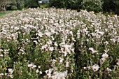 CREEPING THISTLE (CIRSIUM ARVENSE) DRIFT OF PLANTS WITH SEED AWAITING WIND DISPERSAL