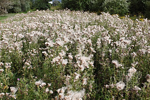 CREEPING_THISTLE_CIRSIUM_ARVENSE_DRIFT_OF_PLANTS_WITH_SEED_AWAITING_WIND_DISPERSAL