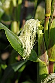 SWEETCORN DEVELOPING COB