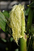 SWEETCORN  DEVELOPING COB