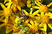 HOVERFLY (HELOPHILUS PENDULUS) TAKING NECTAR FROM RAGWORT
