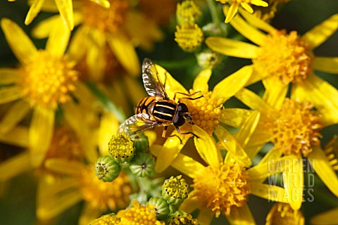 HOVERFLY_HELOPHILUS_PENDULUS_TAKING_NECTAR_FROM_RAGWORT