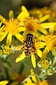 HOVERFLY (HELOPHILUS PENDULUS) TAKING NECTAR FROM RAGWORT