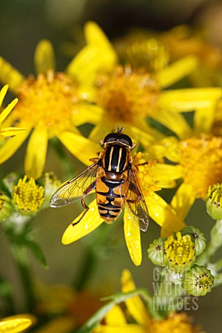 HOVERFLY_HELOPHILUS_PENDULUS_TAKING_NECTAR_FROM_RAGWORT