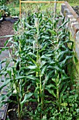 SWEETCORN PLANTS MATURING IN SHELTER OF SOUTH FACING WALL