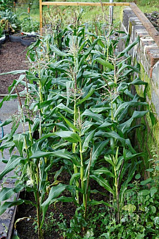 SWEETCORN_PLANTS_MATURING_IN_SHELTER_OF_SOUTH_FACING_WALL