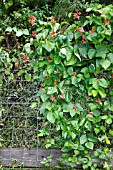 GROWING RUNNER BEANS USING GALVANISED STOCK FENCING FOR SUPPORT