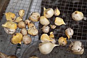 GARLIC (ALLIUM SATIVUM) DRYING ON WIRE MESH