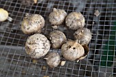 GARLIC (ALLIUM SATIVUM) DRYING ON WIRE MESH