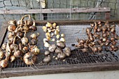 GARLIC, ONIONS AND SHALLOTS DRYING ON WIRE MESH