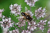 DRONE FLY (ERISTALIS TENAX) TAKING NECTAR FROM FLOWER