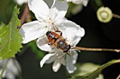 POLLENATION - HOVER FLY CARRIES POLLEN GRAINS FROM FLOWER TO FLOWER