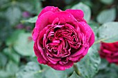 ROSA FALSTAFF