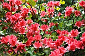 RHODODENDRON (MAGIANA) SHRUB IN FLOWER