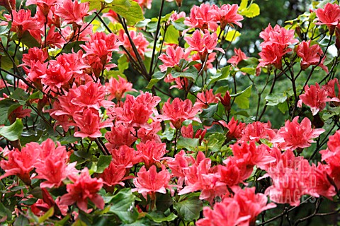RHODODENDRON_MAGIANA_SHRUB_IN_FLOWER