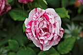 ROSA FERDINAND PICHARD BOURBON ROSE