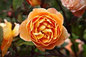 ROSA LADY HAMILTON