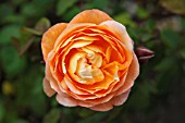 ROSA LADY HAMILTON