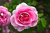 ROSA GERTRUDE JEKYLL