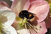 BUFF TAILED BUMBLEBEE FEEDING ON HELLEBORE