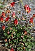 AQUILEGA CANADENSIS